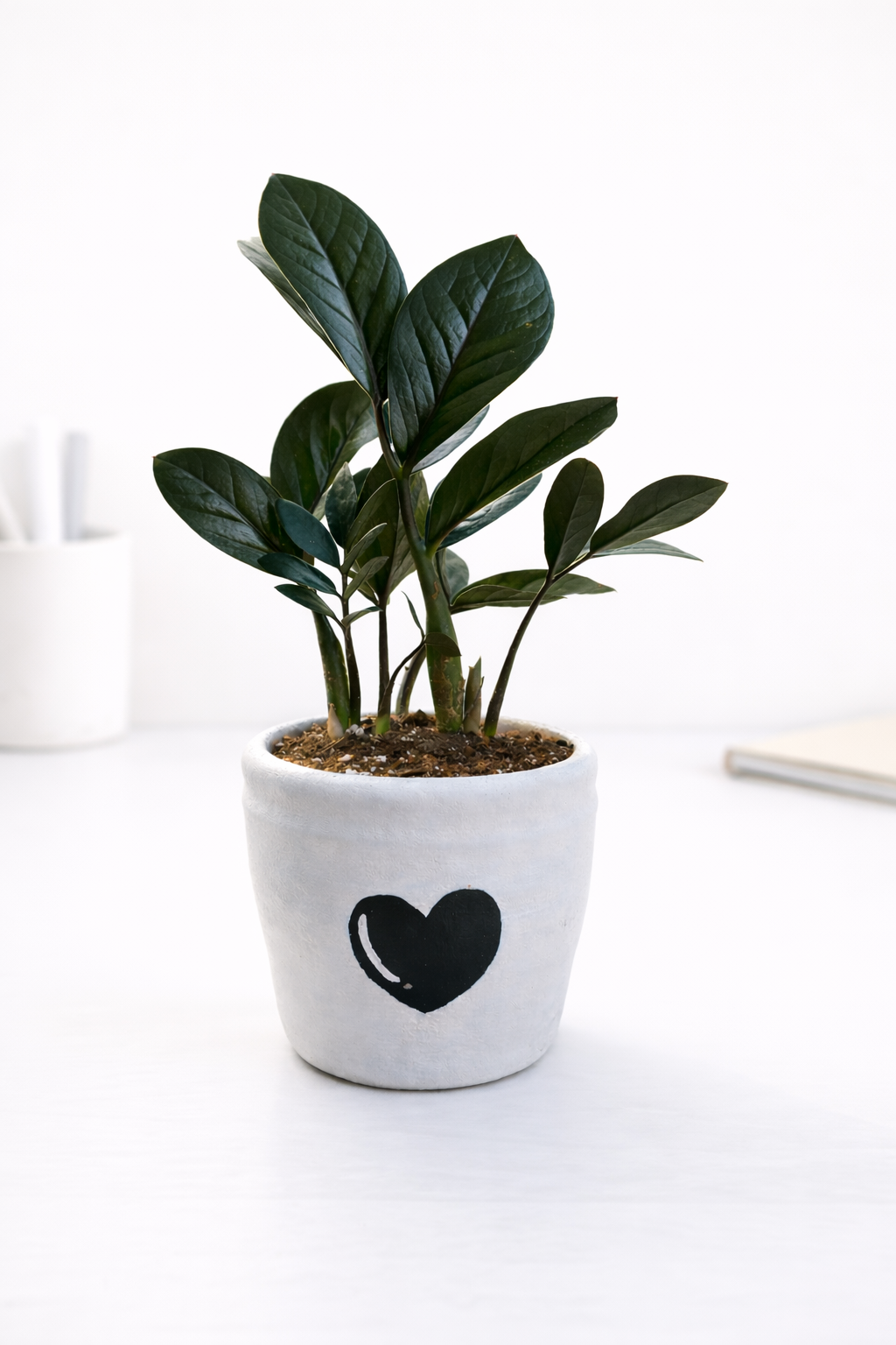 Ivory & Ink | Heart Planter with ZZ Plant (March Collection)
