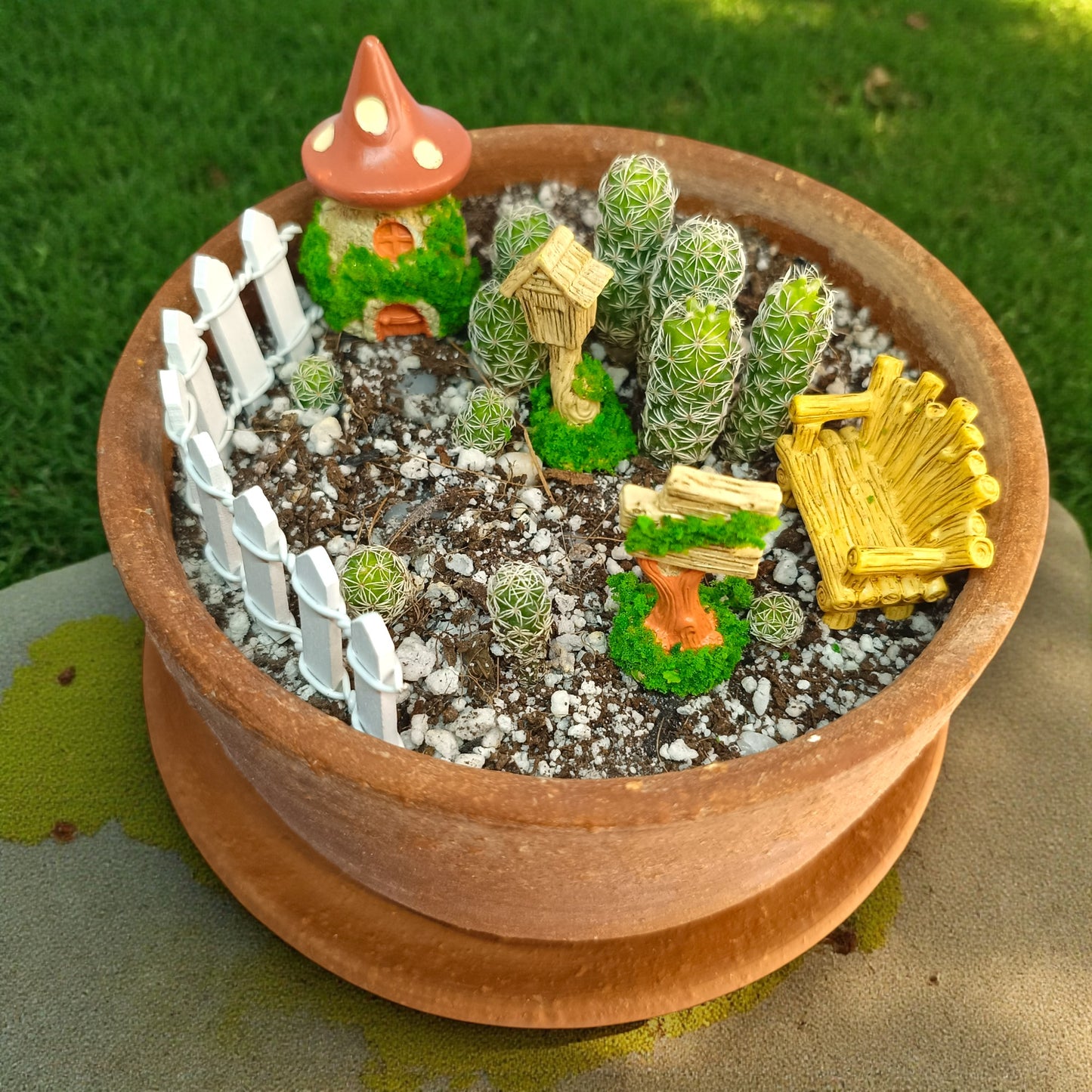 Gaivya Mini Pincushion Cactus (Mammillaria) — Fairy Garden Pot