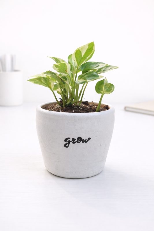Ivory & Ink | Grow Planter with Pothos Plant (March Collection)