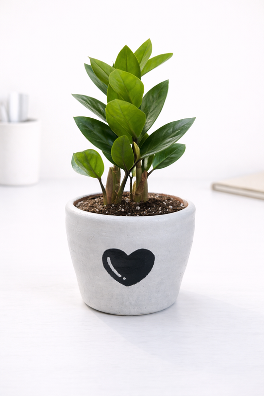 Ivory & Ink | Heart Planter with ZZ Plant (March Collection)