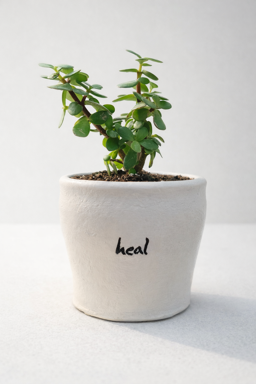 Ivory & Ink | Heal Planter with Jade Plant (March Collection)
