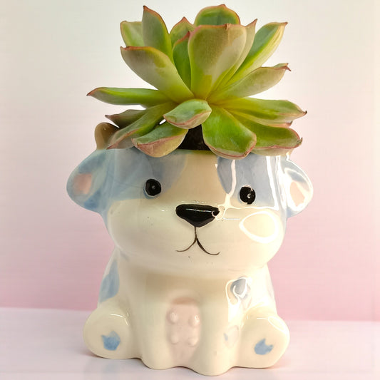 Gaivya Echeveria Succulent in Puppy Ceramic Pot